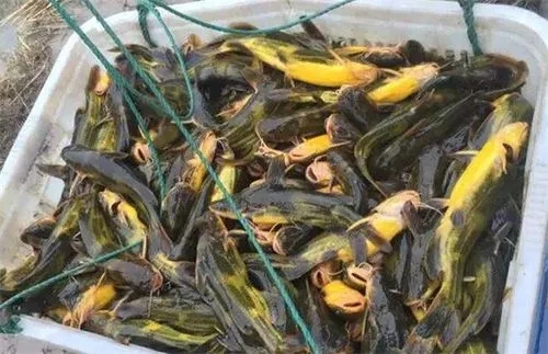 如何保證黃顙魚越冬安全，為來年養(yǎng)殖打下堅實的基礎(chǔ)