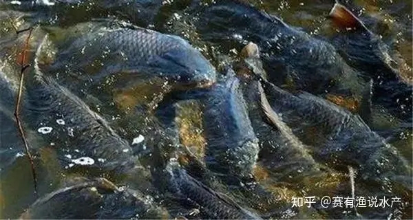預(yù)防春季魚瘟和水霉病防控措施