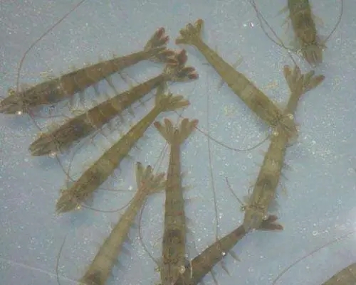 冬季工廠化養(yǎng)殖南美白對蝦如何管理提高對蝦抗病力