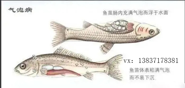 氣泡病對魚苗的成活率有多大？