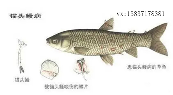 錨頭鳋病如何防治？