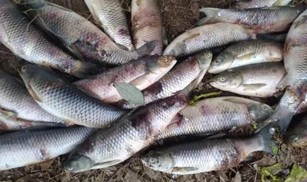 春季魚病的預(yù)防措施有哪些？