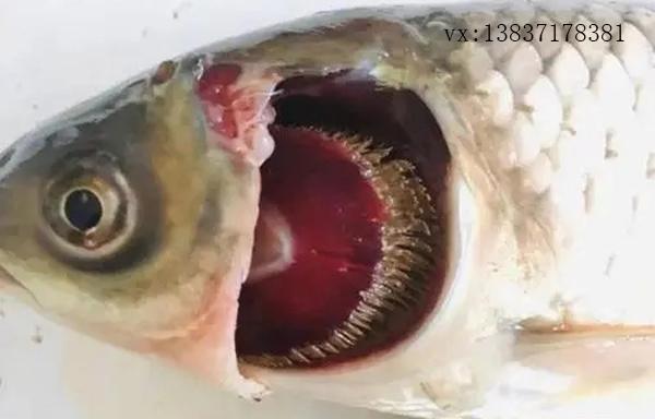 引起魚類爛鰓病的病因有哪些？如何防治？